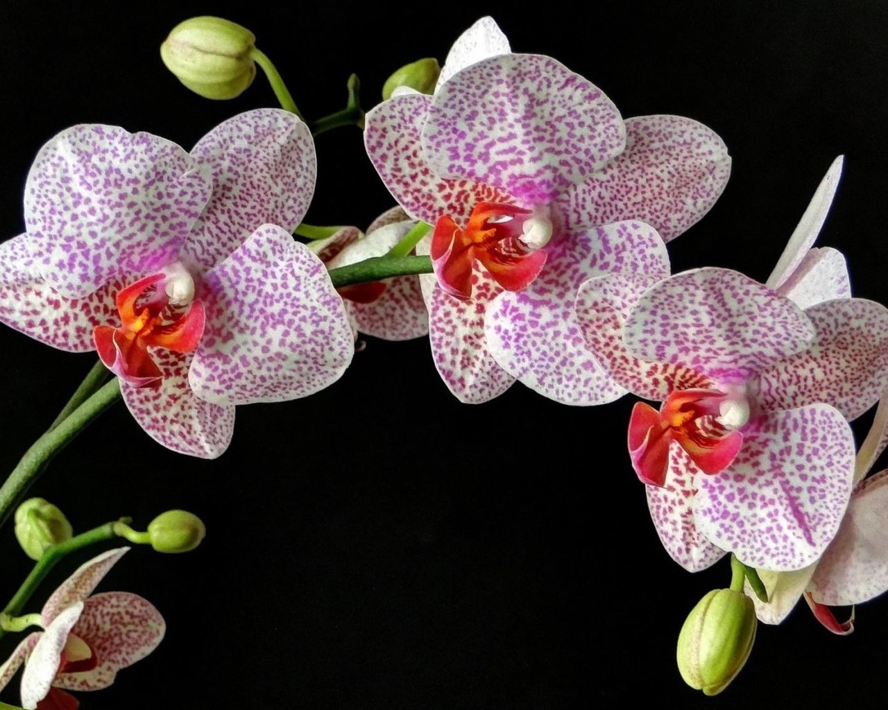 Красивые пятнистые орхидеи на черном фоне 