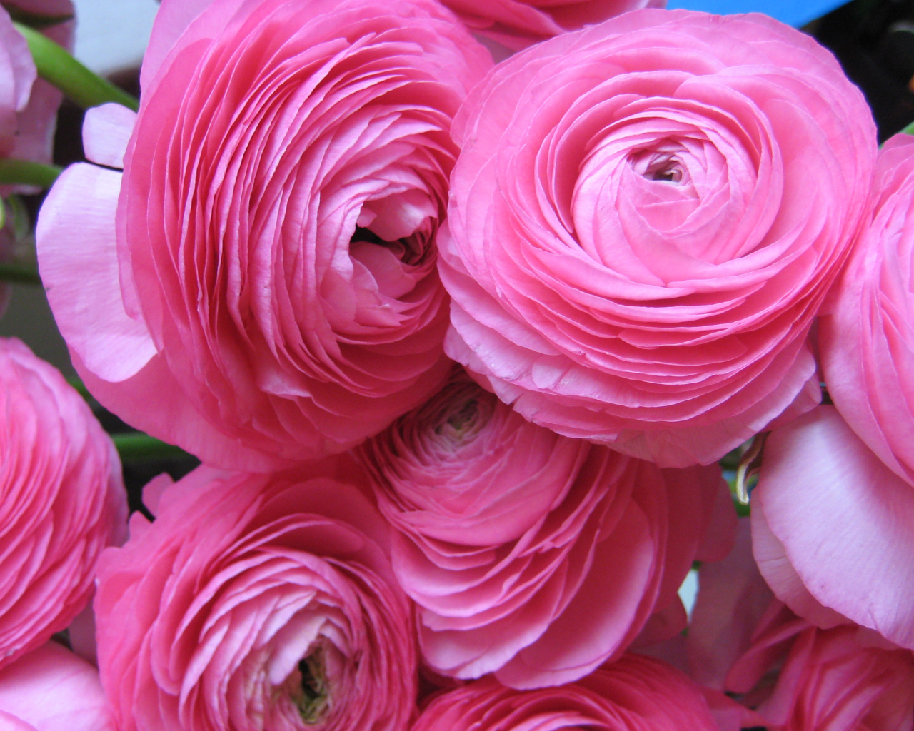 Красивые нежные розовые лютики крупным планом