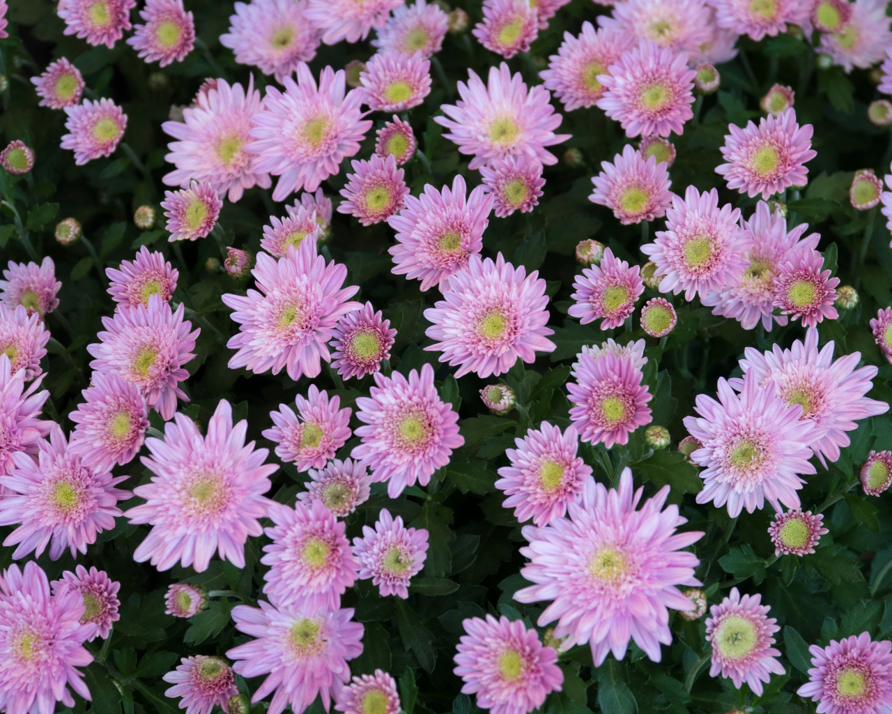 Красивые нежные розовые садовые цветы хризантемы