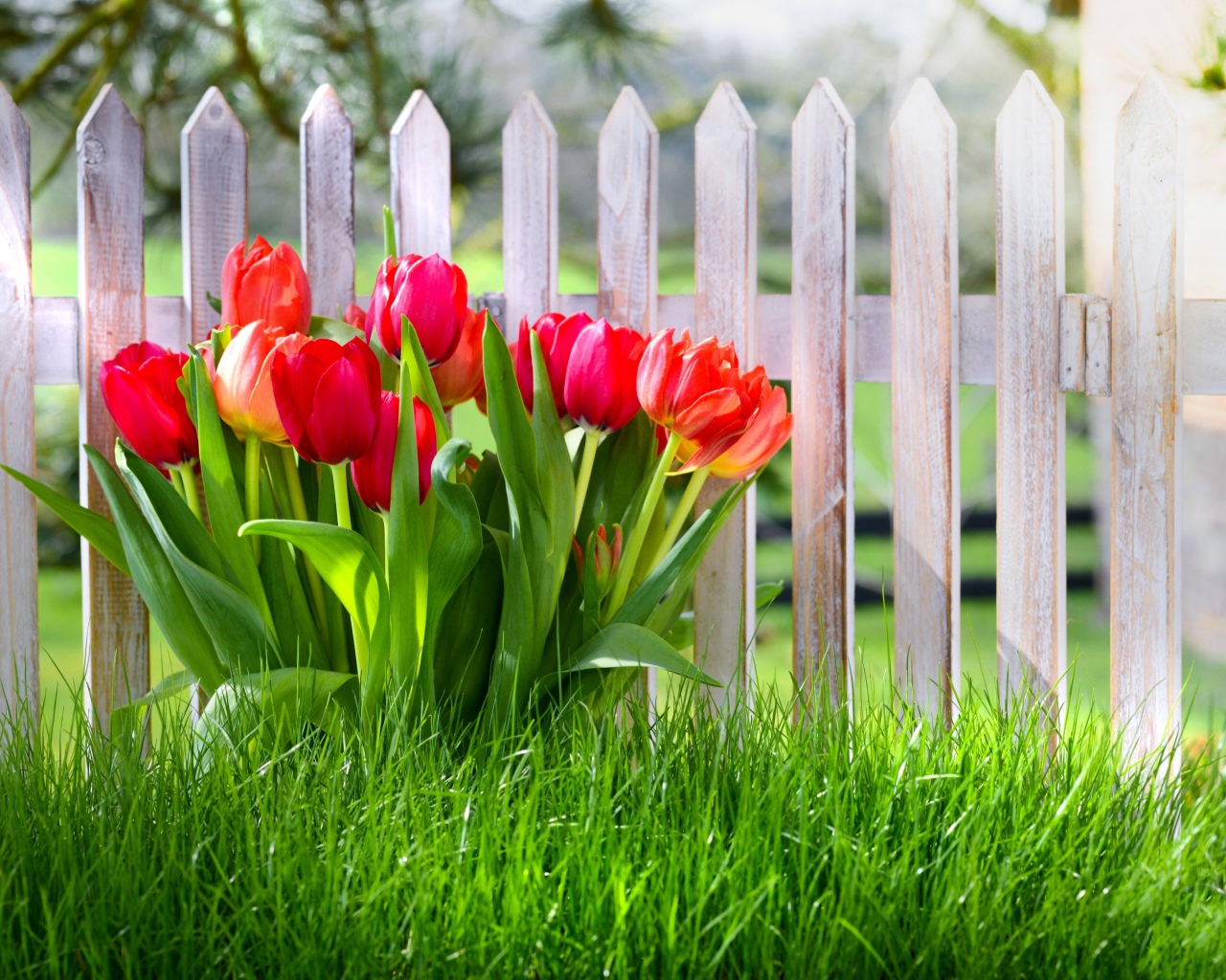 Красивые тюльпаны в зеленой траве под забором