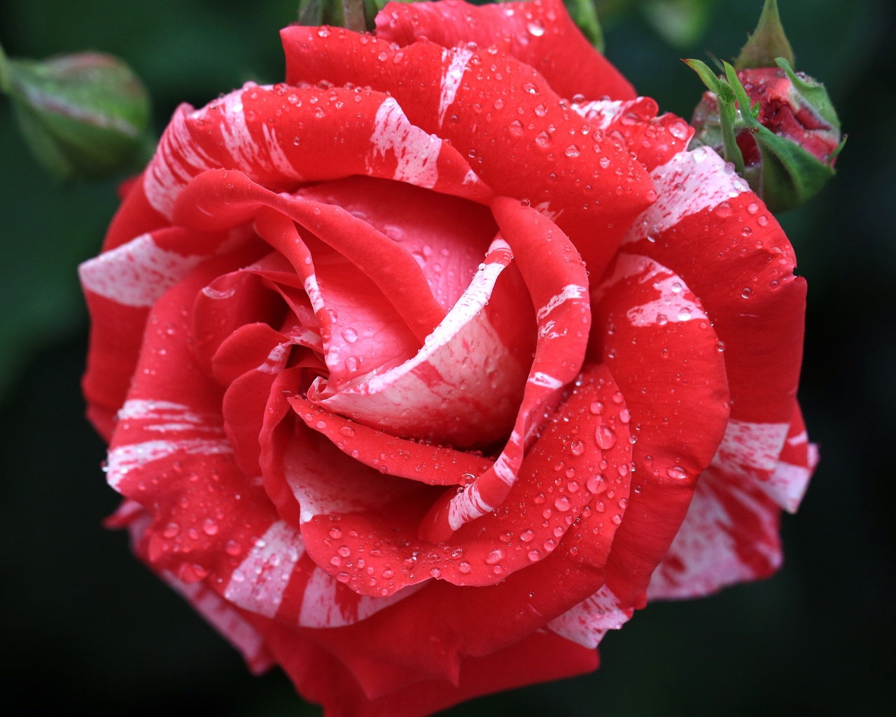 Красивая необычная роза с бутоном в каплях росы