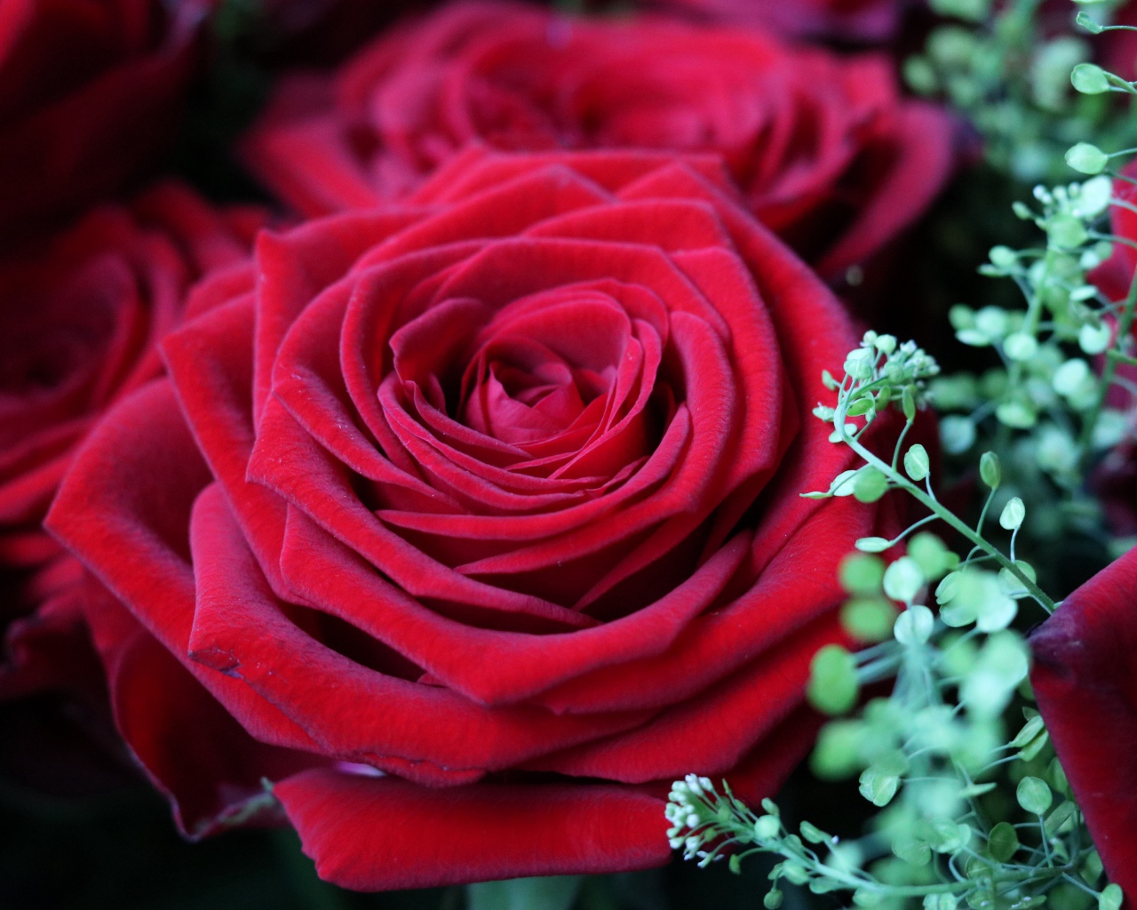 Красивые бархатные красные розы крупным планом