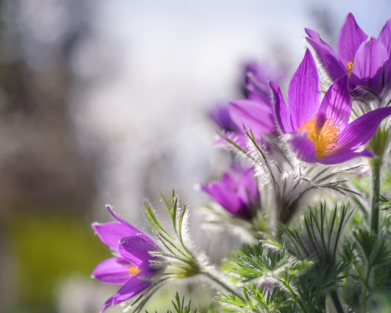 Красивые фиолетовые цветы прострел в лучах солнца