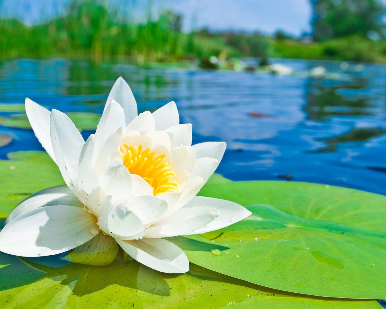 Красивая водяная лилия в большими зелеными листьями в лучах солнца 