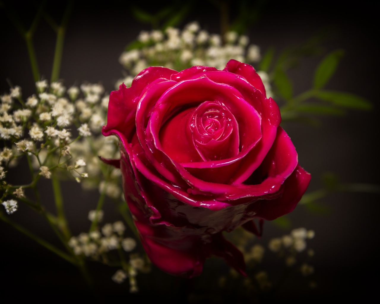 Красивая мокрая красная роза с белыми цветами