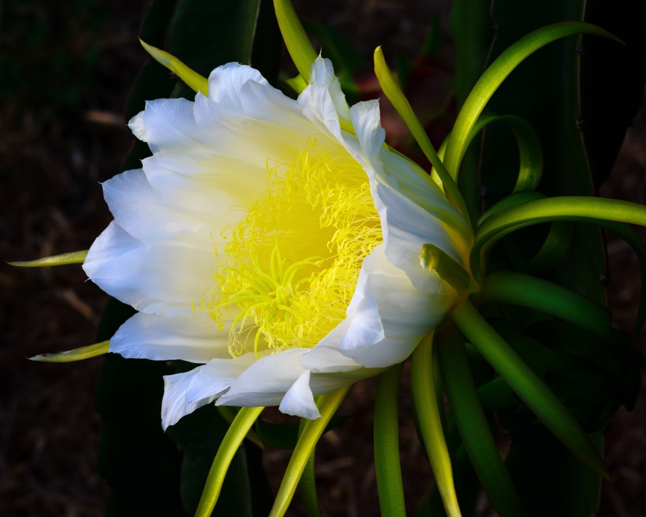 Красивый белый цветок кактуса