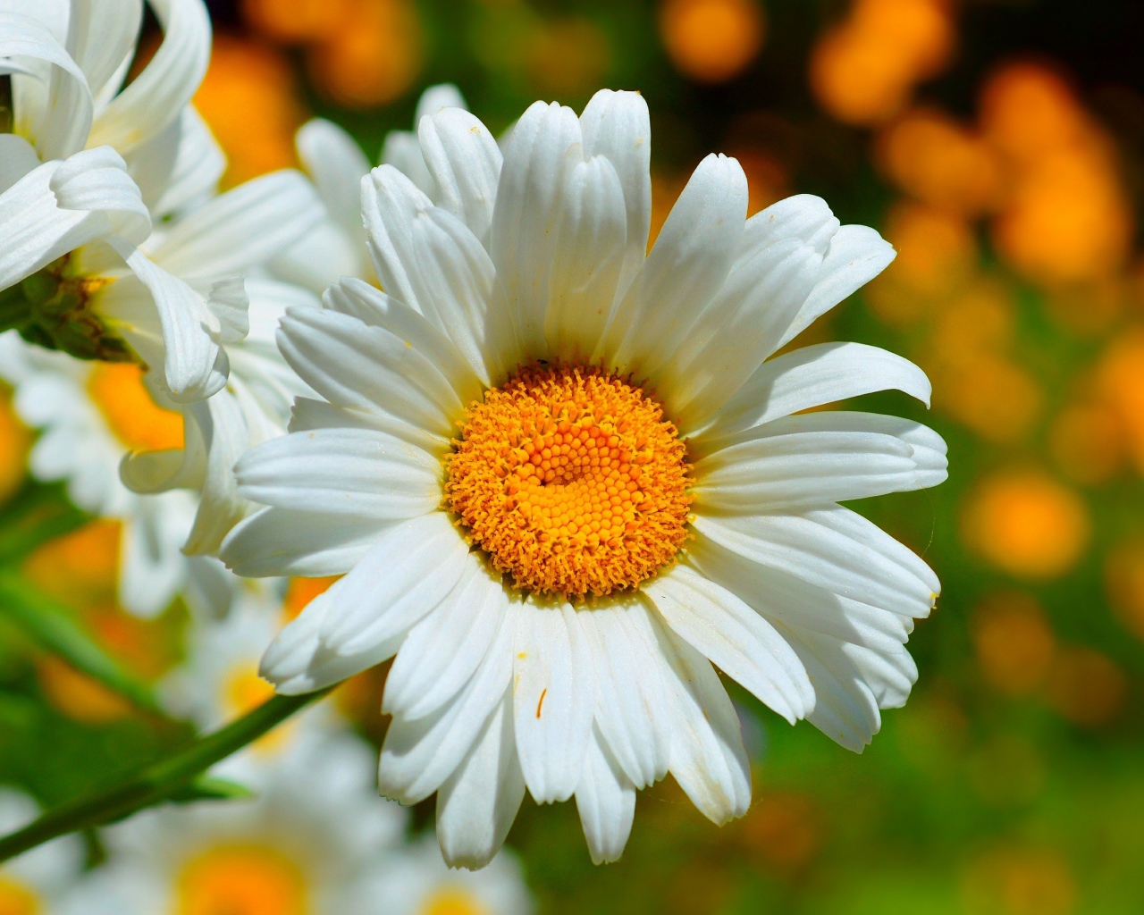 Красивые белые ромашки в лучах солнца