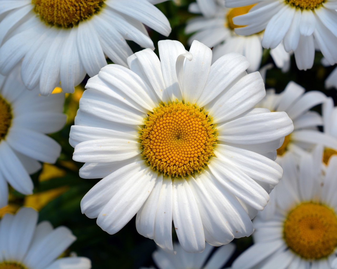 Красивые белые ромашки с желтыми серединками крупным планом