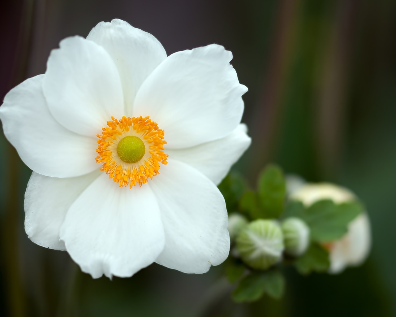 Красивый белый нежный цветок анемоны крупным планом