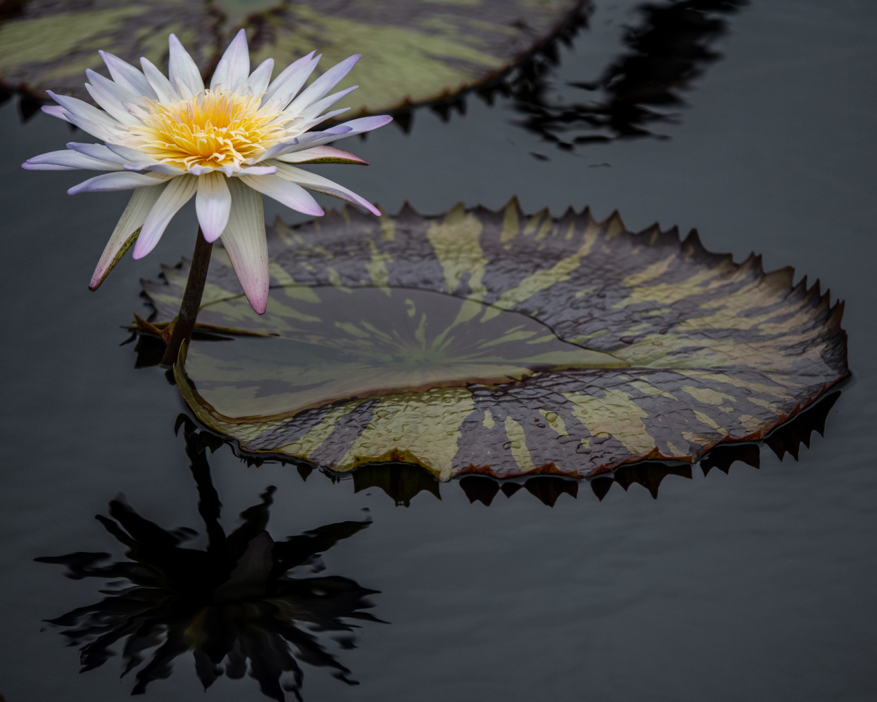 Красивый белый цветок водяной лилии в воде 