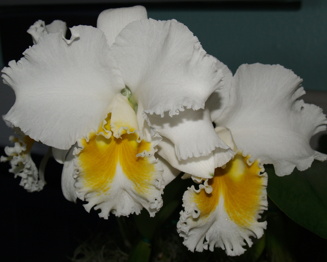 Красивые белые с желтым орхидеи 