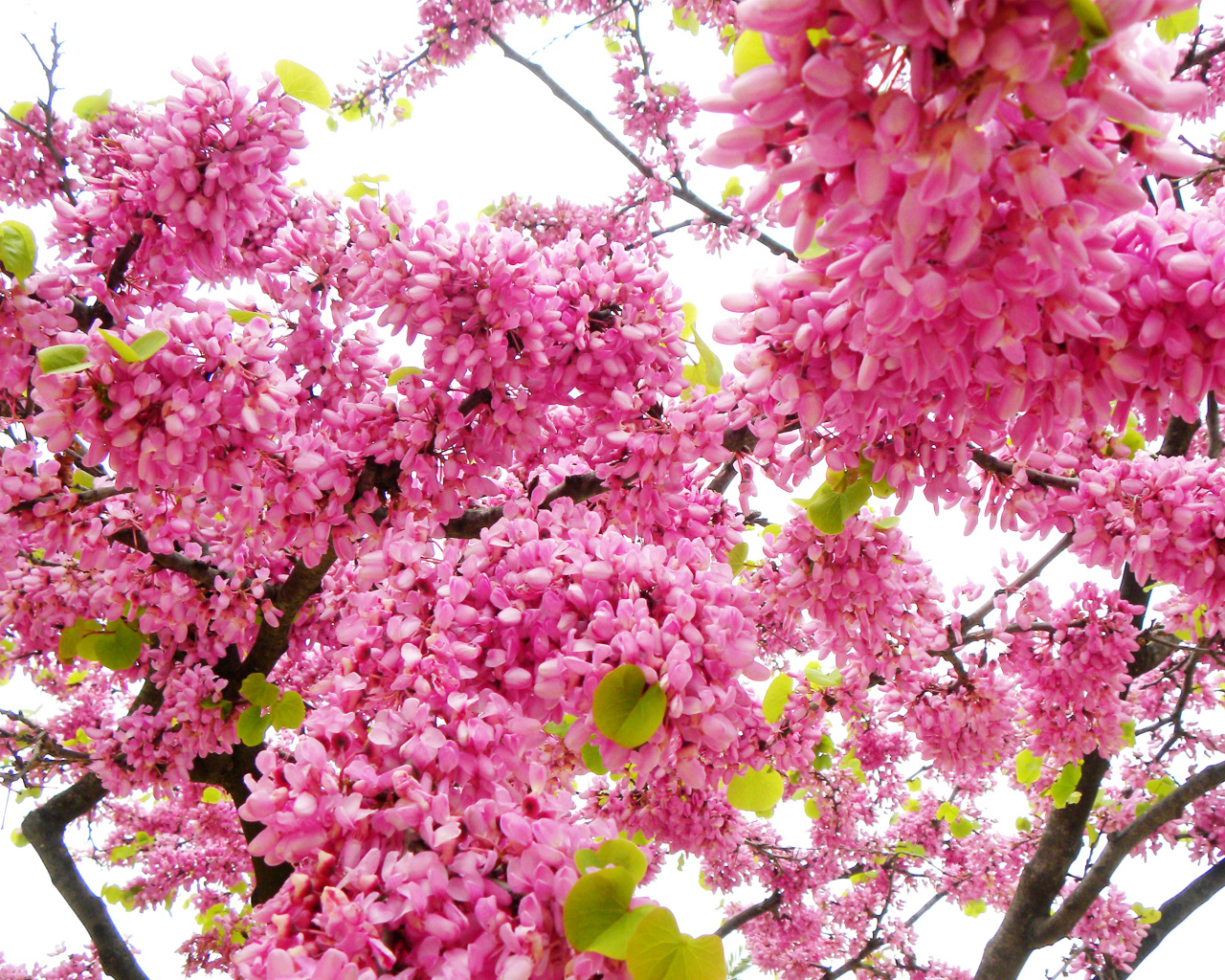 Красивые с розовыми цветами ветки дерева весной