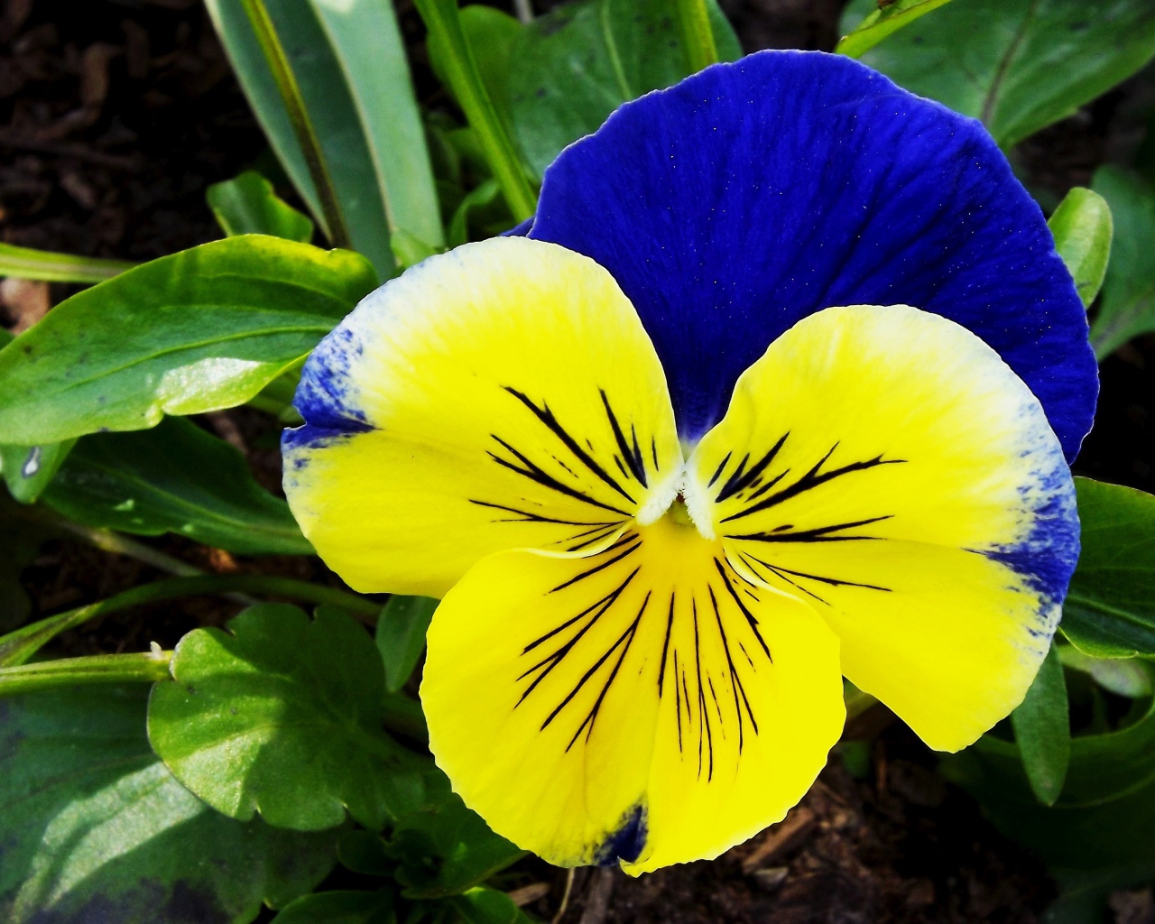 Красивый желто - голубой цветок анютины глазки крупным планом