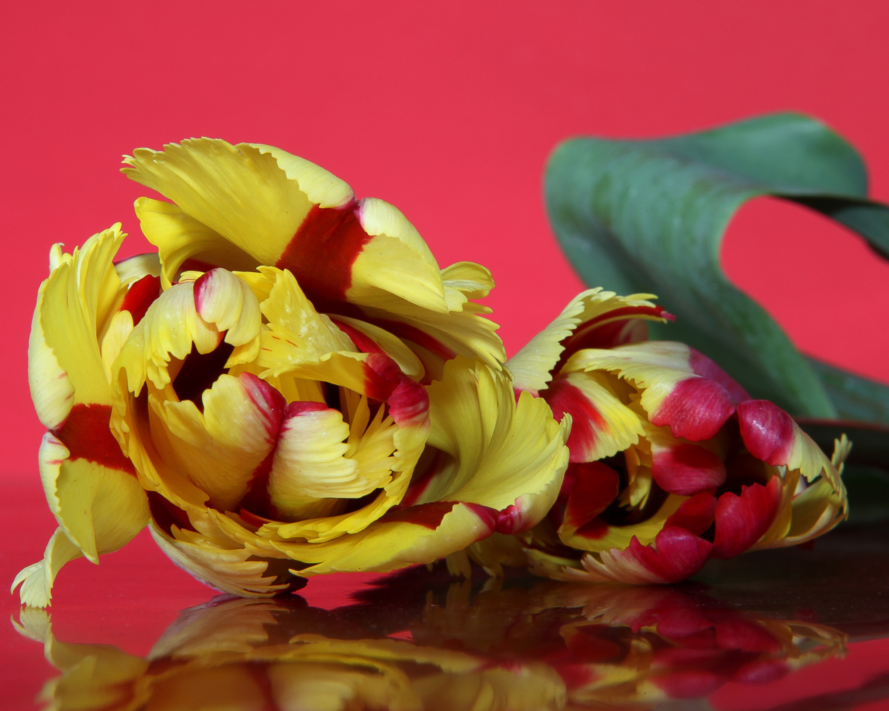 Красивый желто - красный тюльпан на розовом фоне