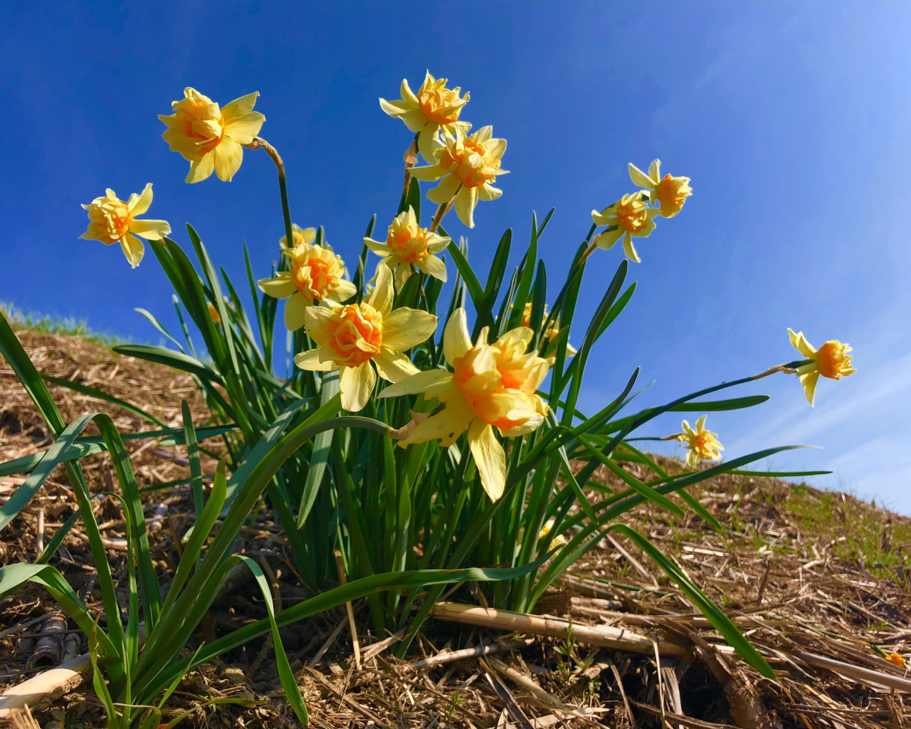 Красивые желтые нарциссы на фоне голубого неба