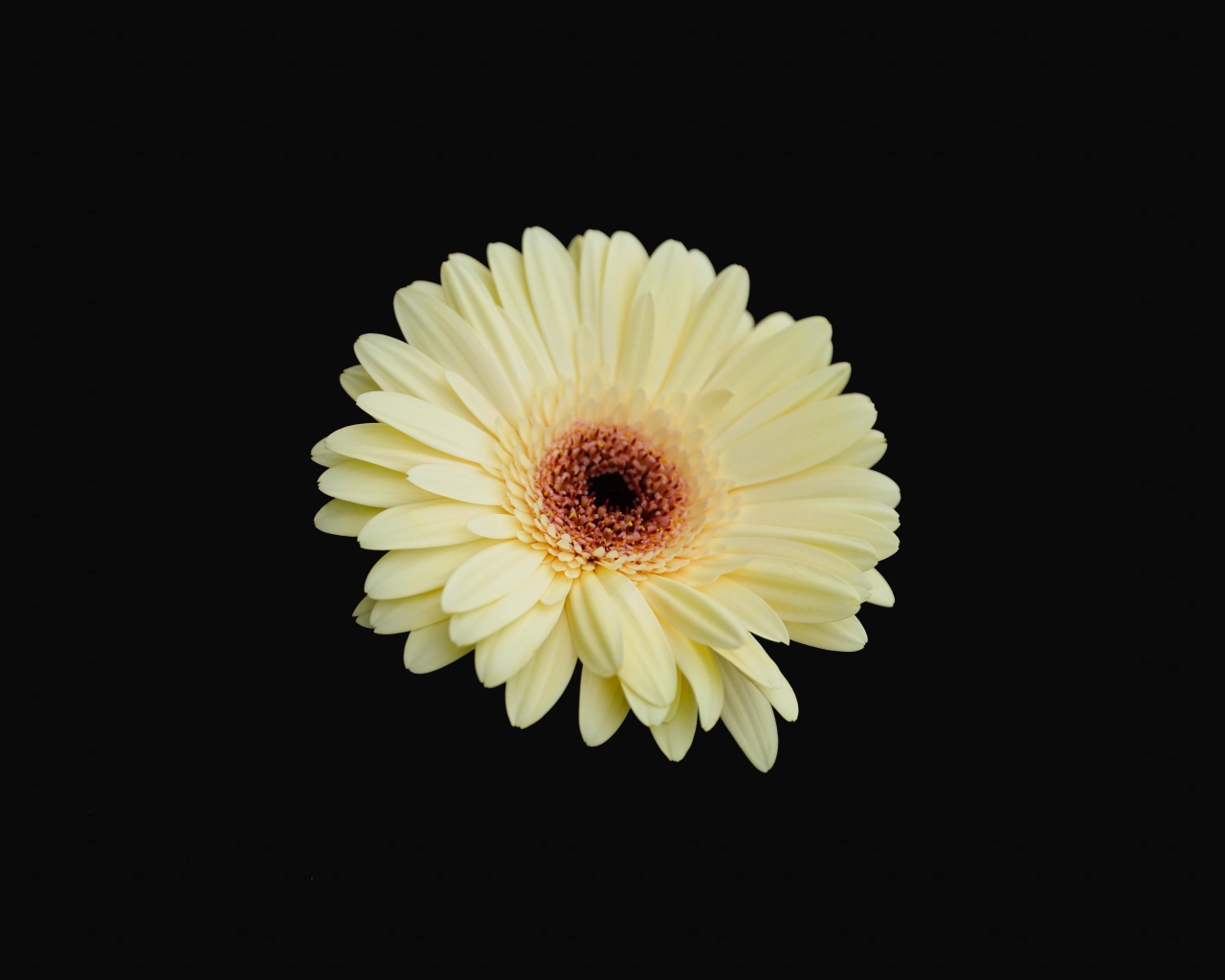 Красивая желтая гербера на черном фоне