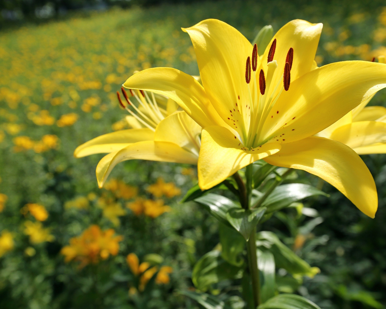 Красивая желтая лилия на клумбе в лучах солнца 