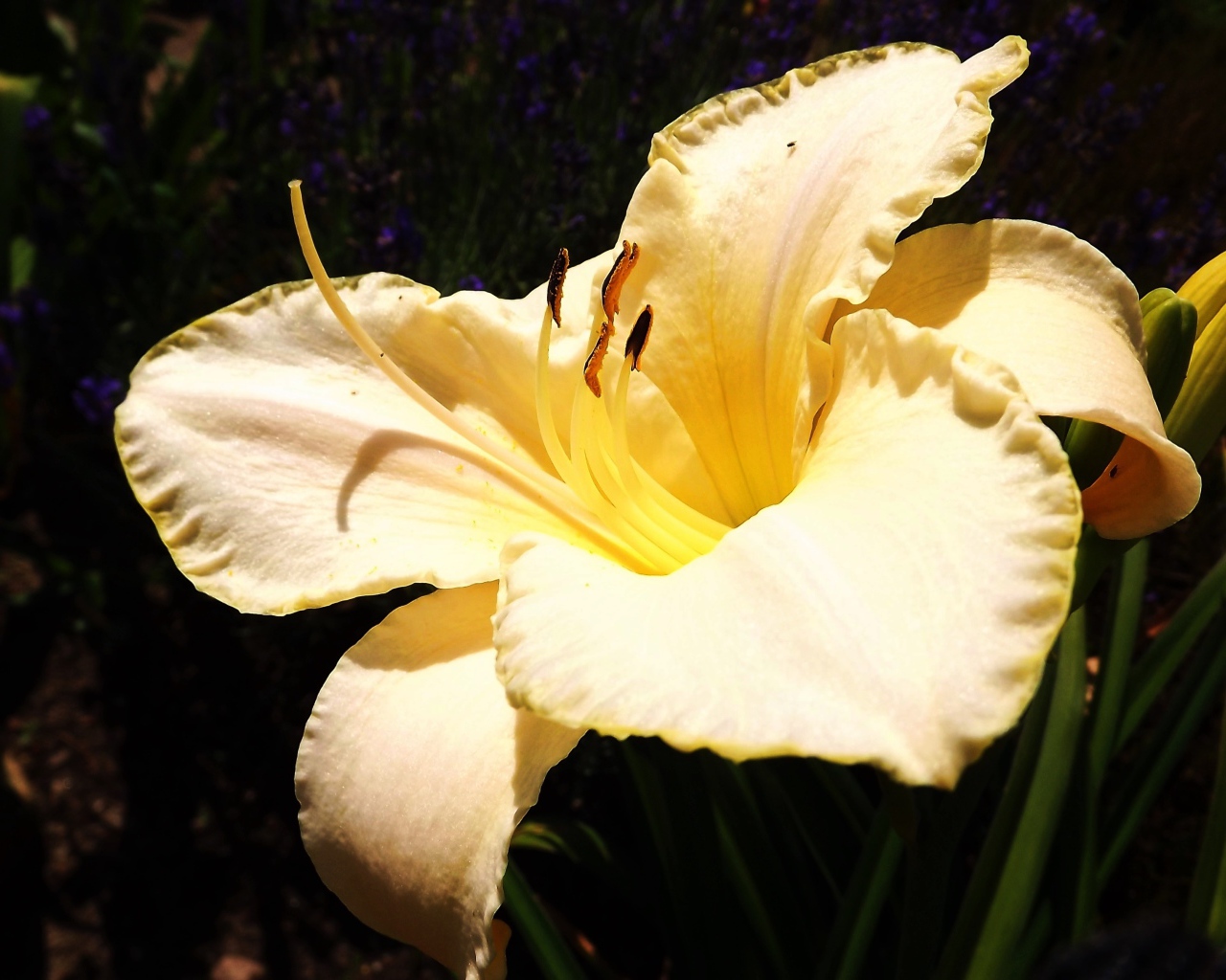 Красивая желтая лилия с бутонами крупным планом