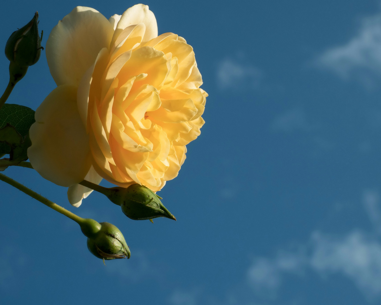 Красивый желтый цветок розы с бутонами на фоне голубого неба 