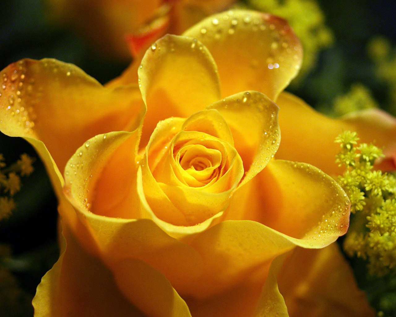 Красивая желтая роза в каплях росы крупным планом 