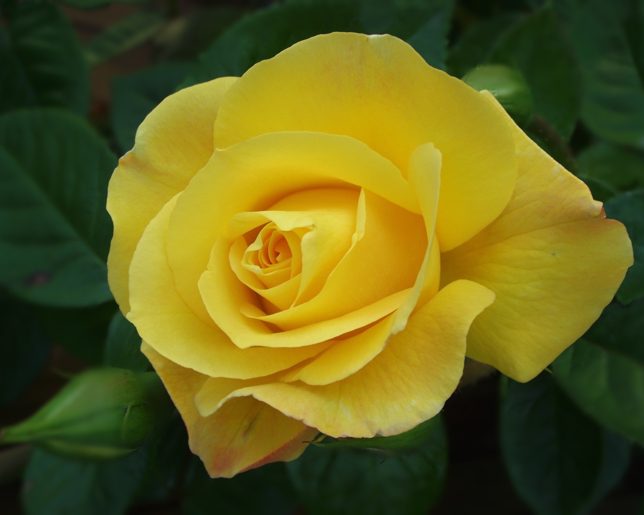 Красивая желтая роза с бутоном крупным планом