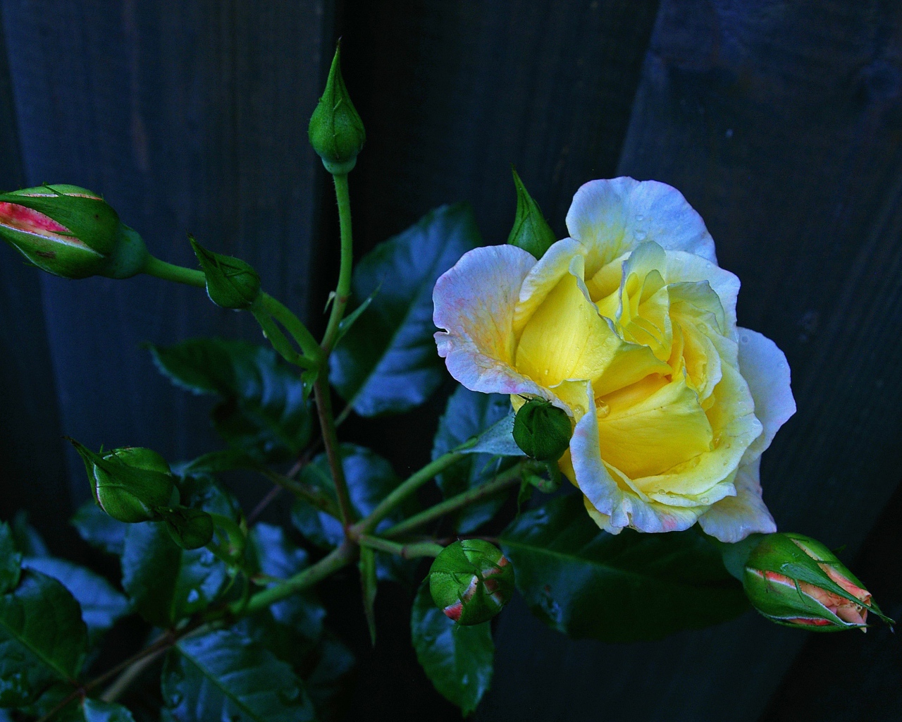 Красивая желтая роза с бутонами у забора 