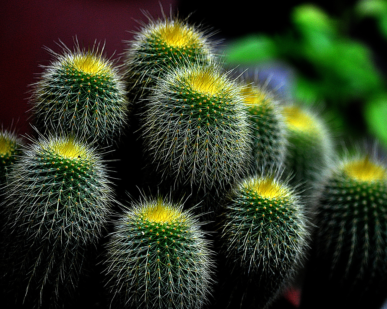 Большой зеленый колючий кактус 