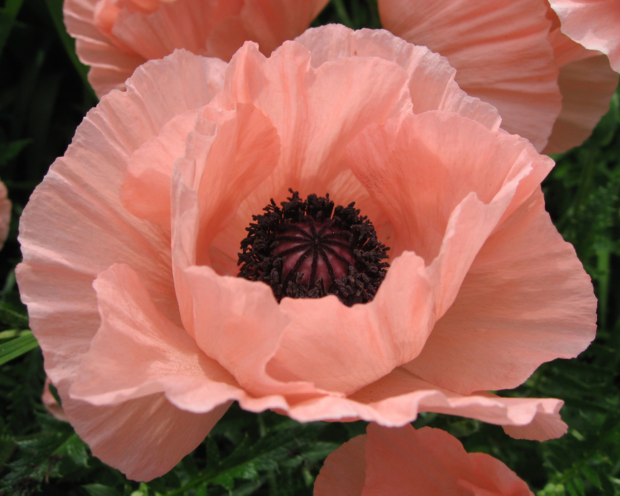 Большой розовый цветок мака крупным планом 