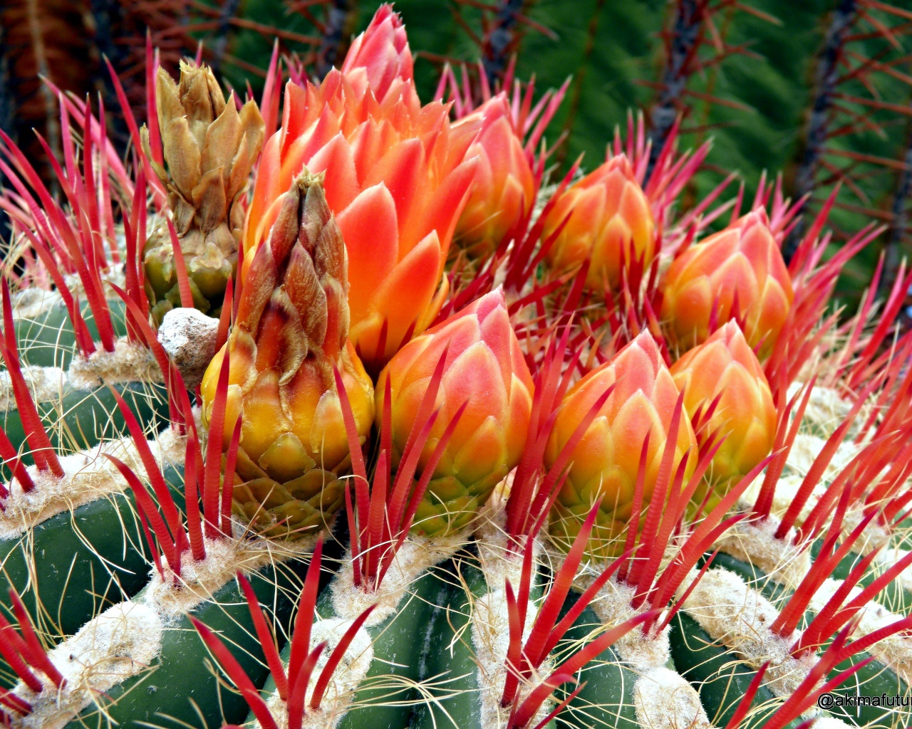 Цветущий красивый кактус крупным планом