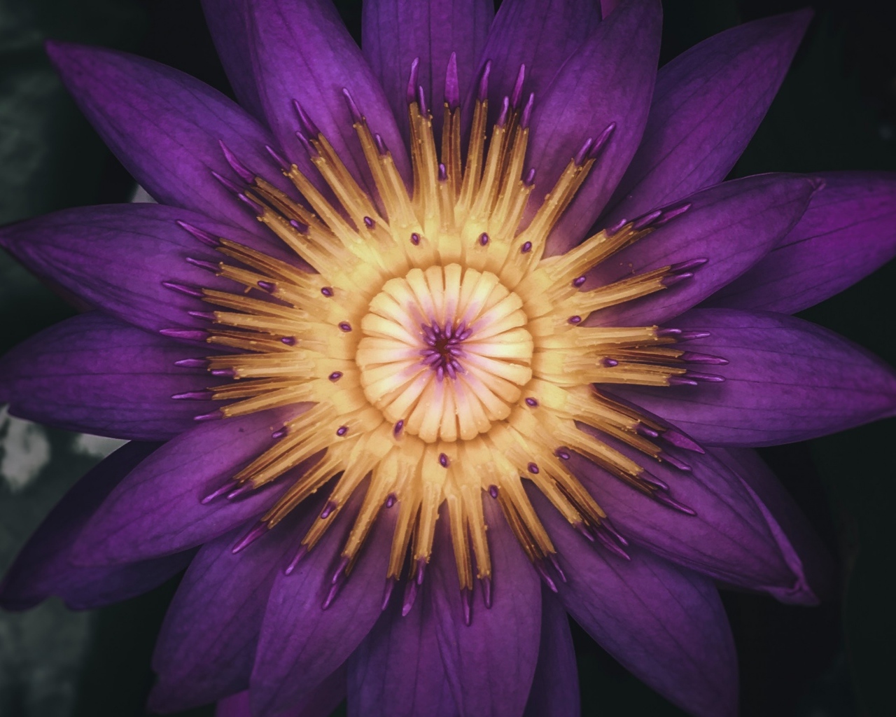 Распустившийся цветок фиолетового лотоса