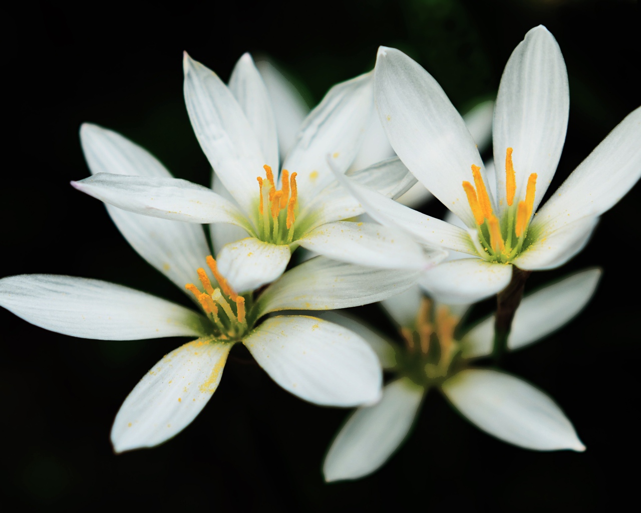 Распустившиеся белые цветы с желтой серединкой на черном фоне