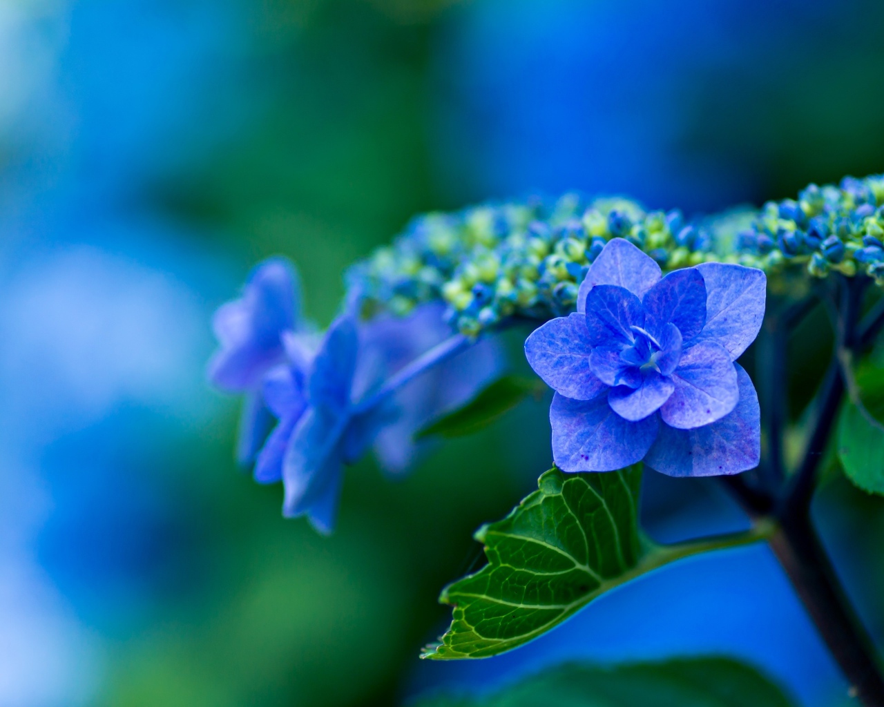 Распустившийся синий цветок гортензии
