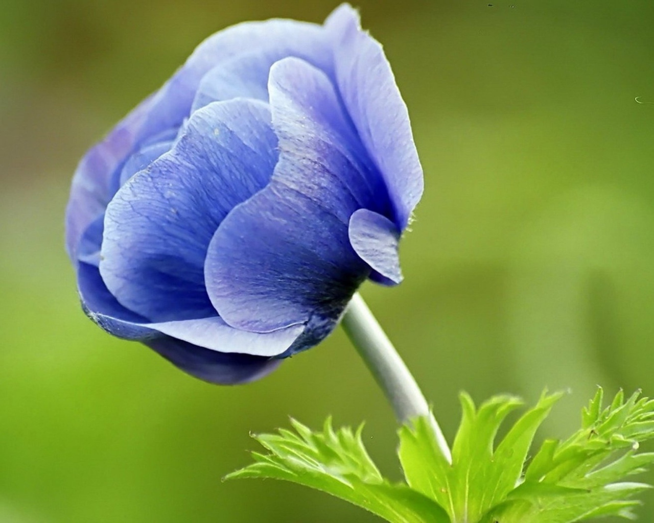 Синий цветок анемона на зеленом фоне