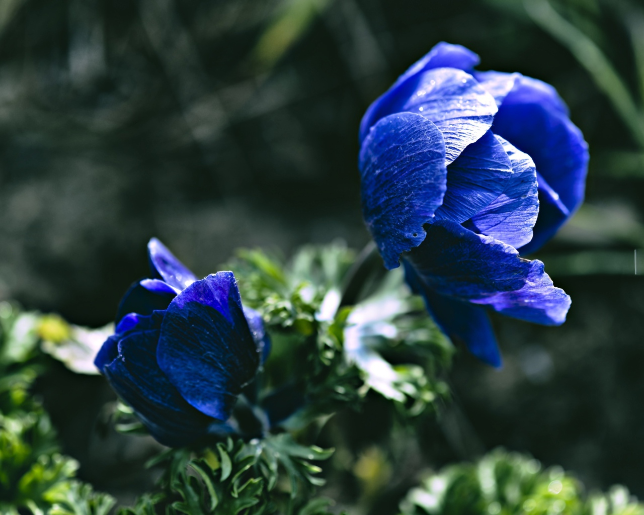 Синие цветы анемоны крупным планом