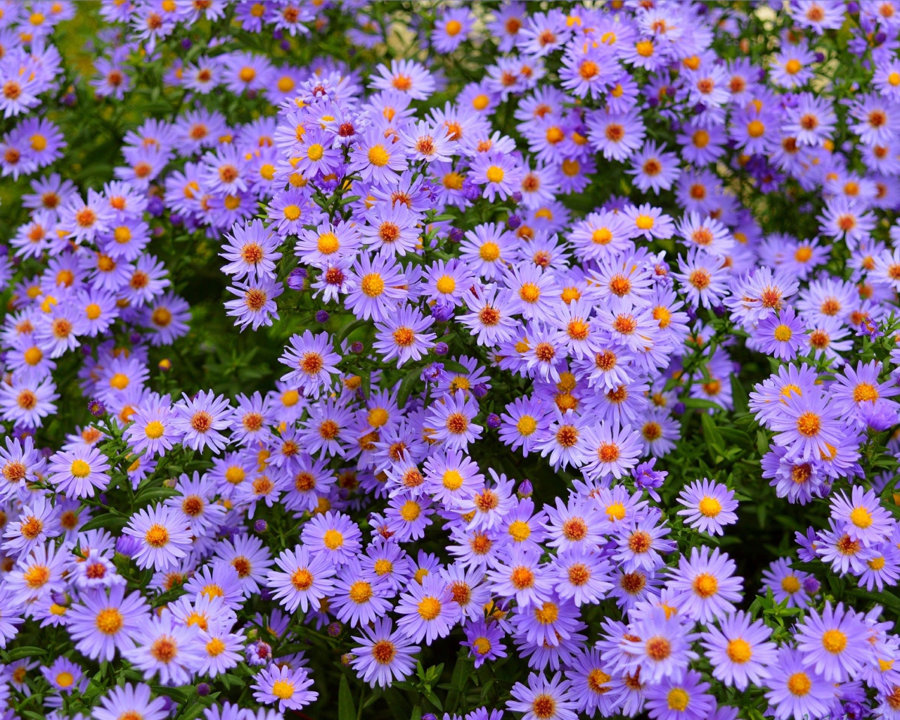 Голубые осенние цветы сентябринка