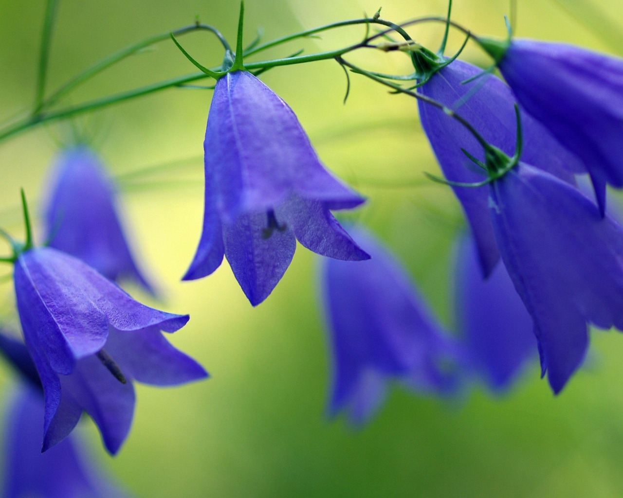 Синие красивые цветы колокольчики