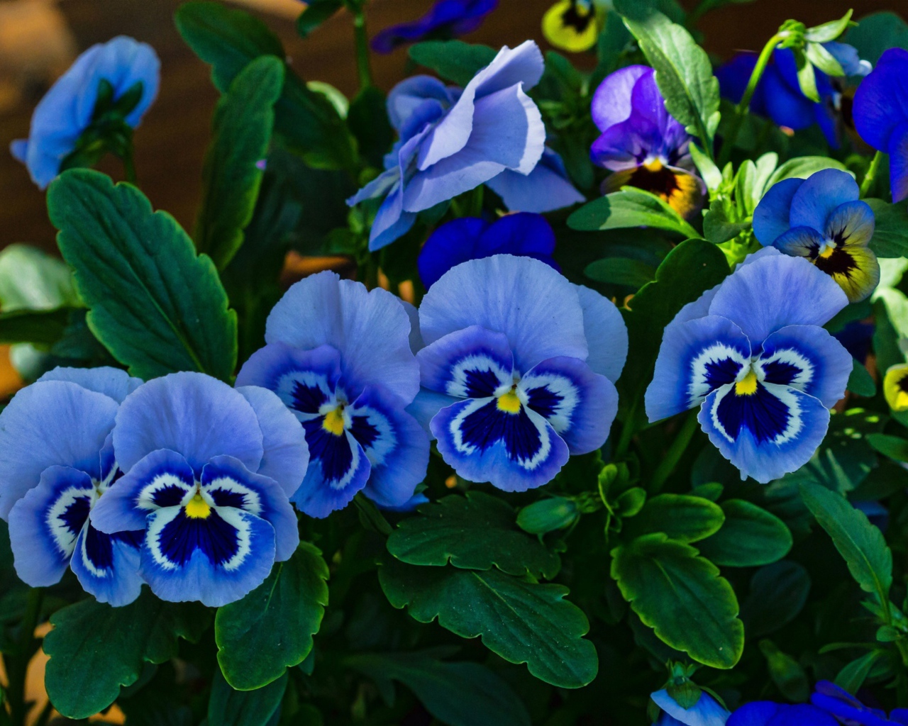 Голубые красивые цветы анютины глазки