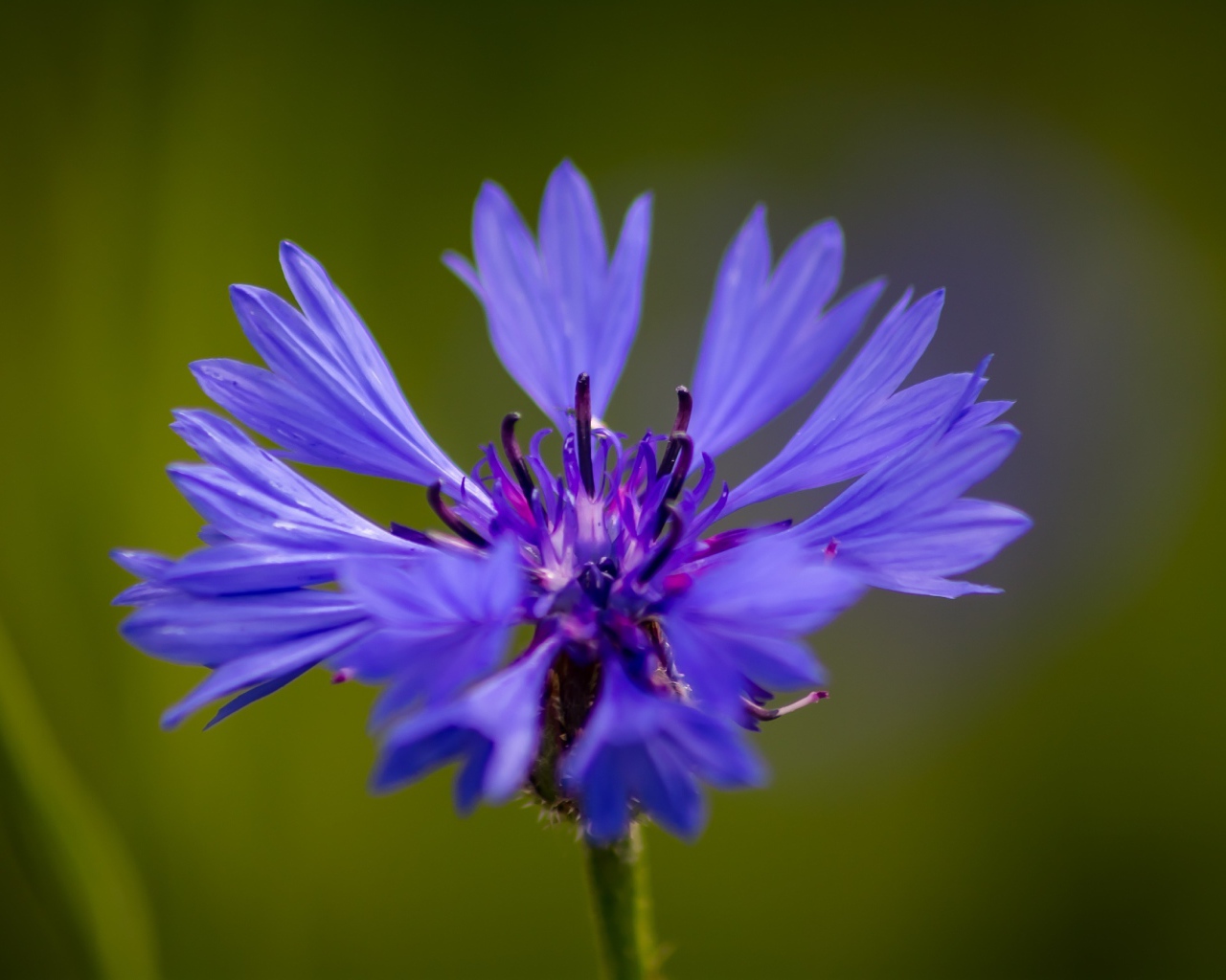 Голубой цветок василька крупным планом