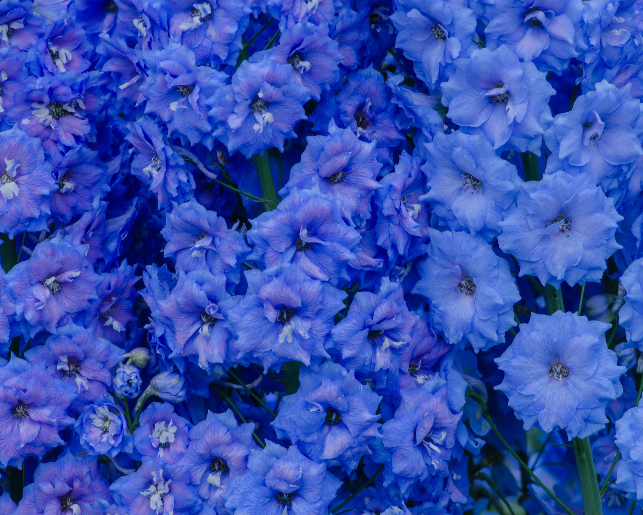 Голубые цветы левкой крупным планом