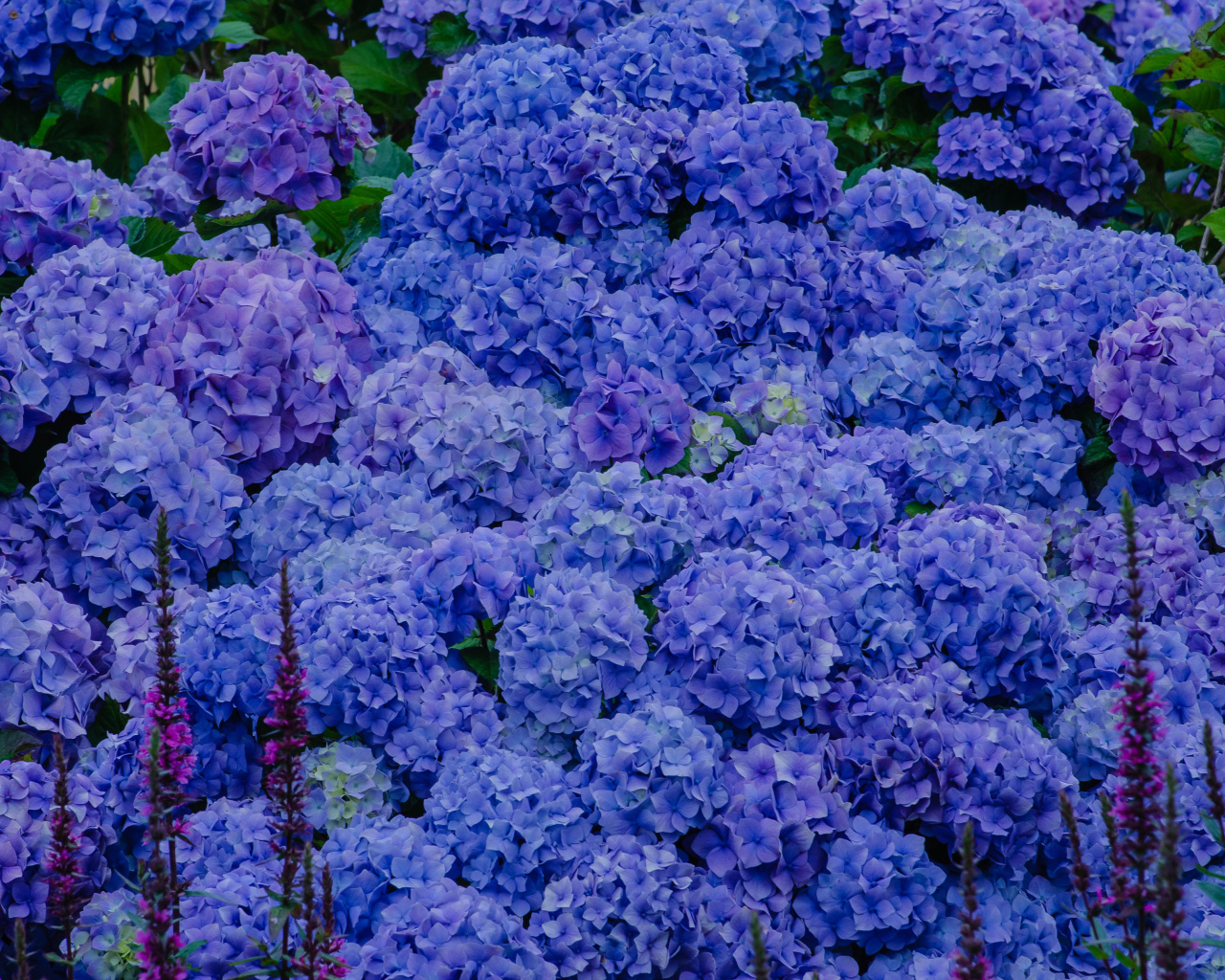 Синие цветы гортензии в оранжерее 