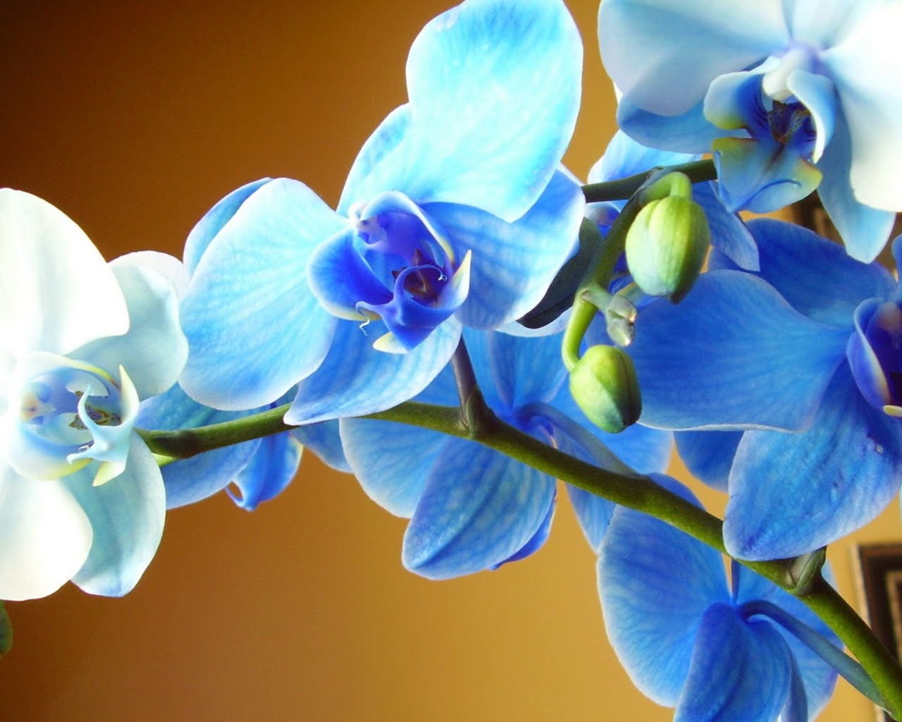 Голубая орхидея крупным планом
