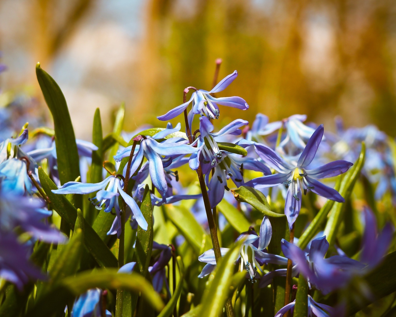 Синие весенние маленькие цветы пролеска