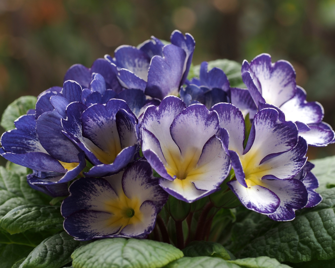 Синие с белым цветы комнатной примулы 