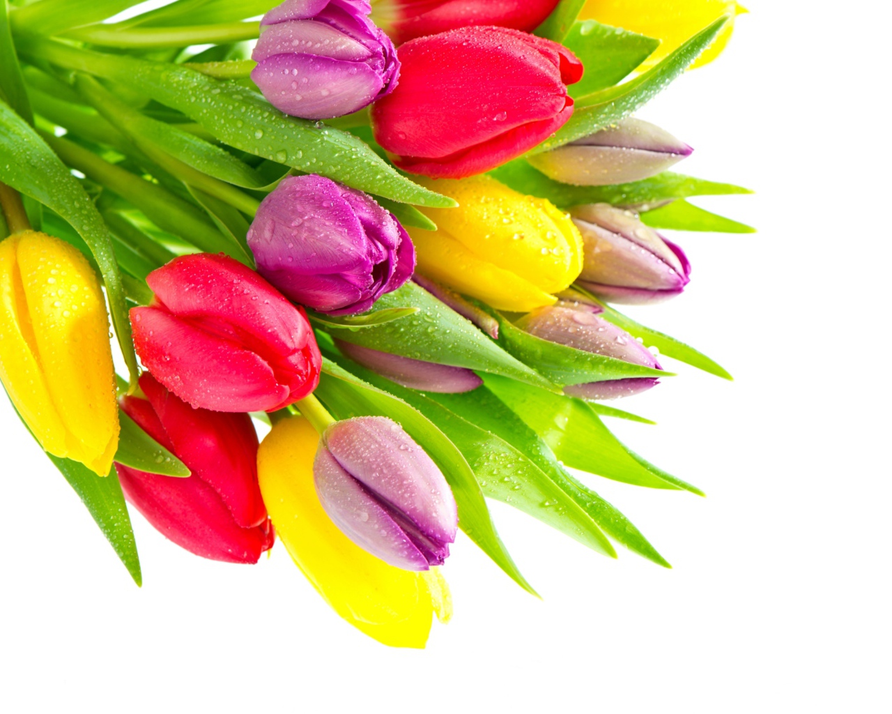 Букет красивых разноцветных тюльпанов на белом фоне