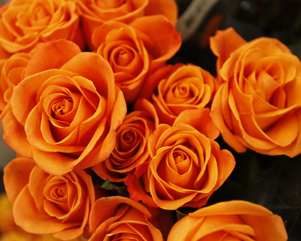 Букет оранжевых роз крупным планом