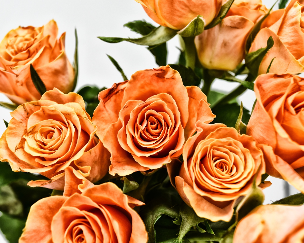 Букет оранжевых роз на сером фоне крупным планом