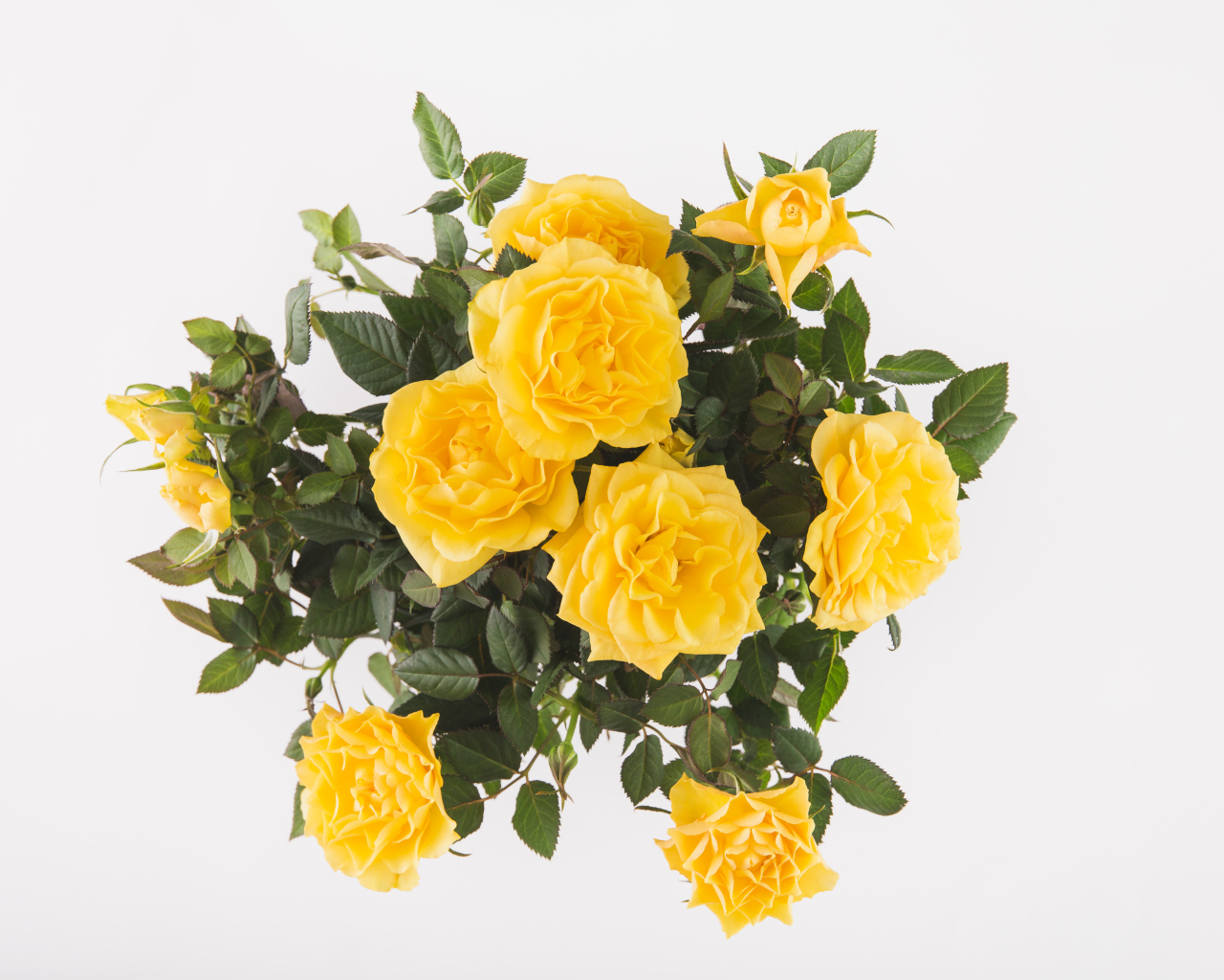 Букет оранжевых роз на белом фоне