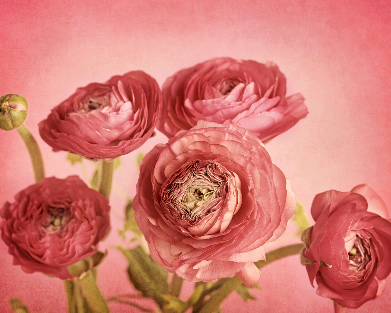 Букет розовых лютиков на розовом фоне