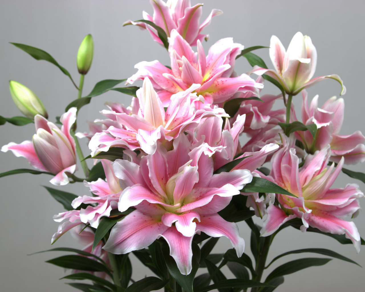 Букет розовых лилий на сером фоне