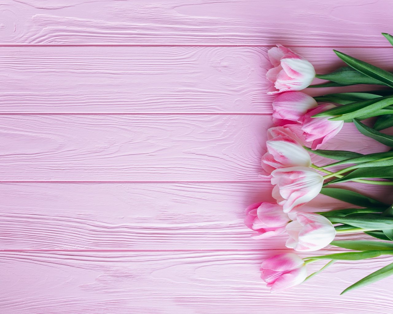 Букет розовых нежных тюльпанов на розовой поверхности 